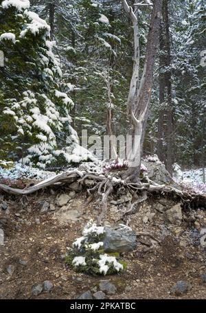 Forest in winter Stock Photo