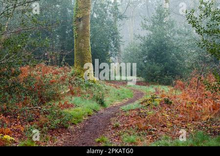 A path leads through the misty autumn forest of Cerisy Stock Photo