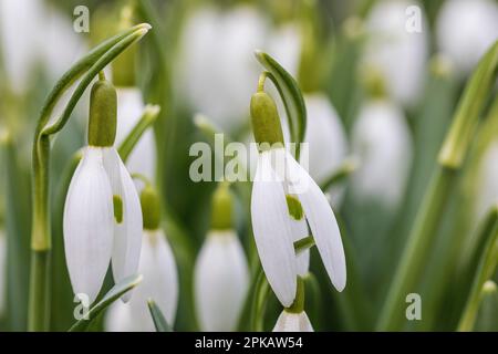 Messenger of spring, blooming snowdrops on the roadside in Wilhelmshaven, Lower Saxony, Germany Stock Photo