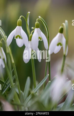 Messenger of spring, blooming snowdrops on the roadside in Wilhelmshaven, Lower Saxony, Germany Stock Photo