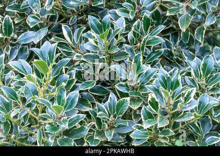 Common holly 'Watereriana' (Ilex aquifolium 'Watereriana') foliage. This evergreen shrub has smooth dark green leaves with yellow edges. Stock Photo