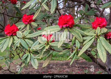 Red flowers of Rhododendron barbarum tree (subsection barbata) during spring or April, UK Stock Photo