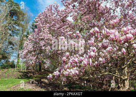 Pink and white flowers of the small tree Magnolia x Soulangeana 'Amabilis' (denudata × liliiflora), the saucer magnolia, in spring at Valley Gardens Stock Photo