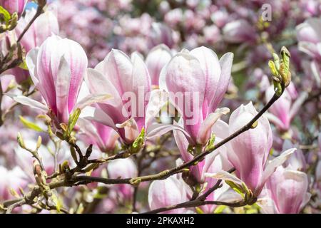 Pink and white flowers of the small tree Magnolia x Soulangeana 'Amabilis' (Magnolia denudata × Magnolia liliiflora), the saucer magnolia, in spring Stock Photo