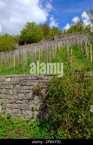 The Wengert an old vineyard in the vineyard Pfülben near the winegrowing village Randersacker am Main near Würzburg, county Würzburg, Lower Franconia, Bavaria, Germany Stock Photo