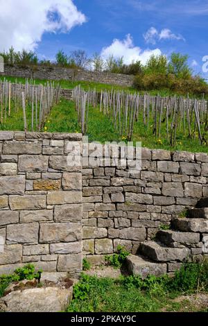 The Wengert an old vineyard in the vineyard Pfülben near the winegrowing village Randersacker am Main near Würzburg, county Würzburg, Lower Franconia, Bavaria, Germany Stock Photo