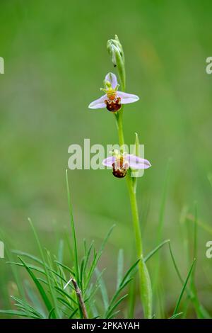 bee orchid, Ophrys apifera, bee ragwort Stock Photo