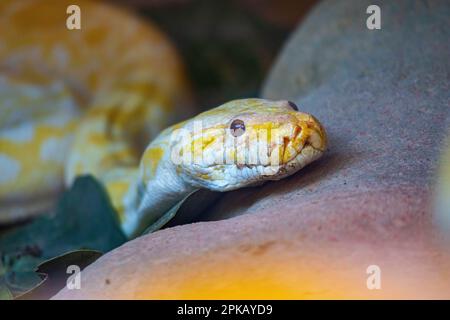 A close-up of the head of an albino Burmese python. Stock Photo