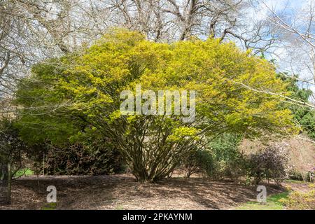 Japanese Maple (Acer palmatum 'Kashima' ) foliage. Photographed at ...