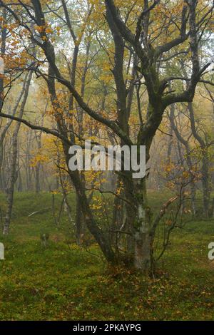 Fog in the Red Moor nature reserve in autumn, Rhön Biosphere Reserve, Fulda County, Hesse, Germany Stock Photo