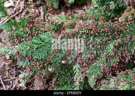 Red male cones on Chamaecyparis lawsoniana 'Little Spire', also called Lawson's cypress 'Little Spire', an evergreen conifer tree, UK Stock Photo