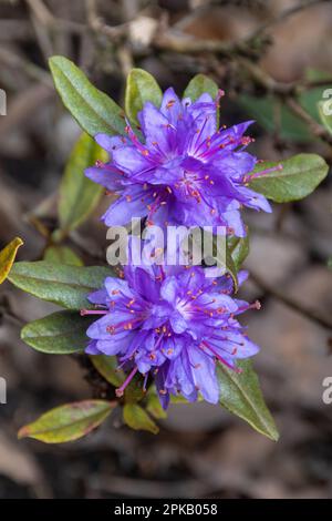 Mauve or purple flowers of rhododendron russatum shrub (subsection lapponica) during April or Spring, UK Stock Photo