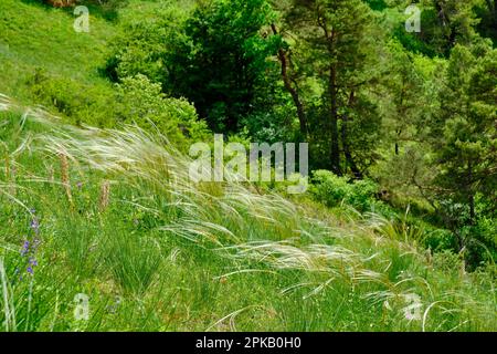 European feather grass, Stipa pennata Stock Photo
