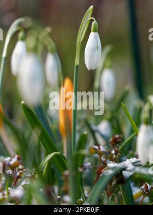 Spring messengers, crocus and small snowdrop, Galanthus nivalis Stock Photo