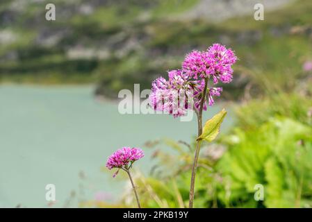 Pink blossoms of a Globe Amaranth in the High Tauern alps, Austria Stock Photo
