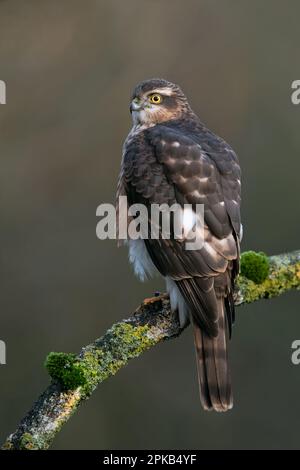 Juvenile Sparrowhawk (Accipiter nisus) in a forest clearing at dawn Stock Photo