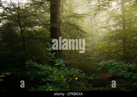 Walk on an autumn day in October with fog Stock Photo