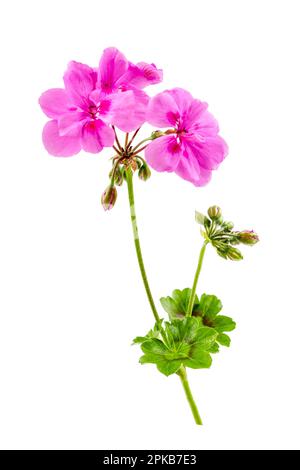 Branch of Bourbon geranium (pelargonium graveolens) in magenta bloom on white background cutout. Stock Photo