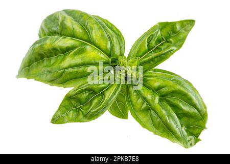 Close up of roman basil (ocimum basillcum) leaves top view on white background. Stock Photo