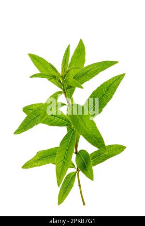 Sprig of lemon verbena (verbena) on white background. Stock Photo