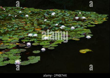 Water lilies, bright flowers and floating leaves float on the dark water of the Silver Lake near Tringenstein, Siegbach, Nature Park Lahn-Dill-Bergland, Germany, Hesse Stock Photo