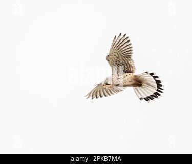 Kestrel in flight Stock Photo