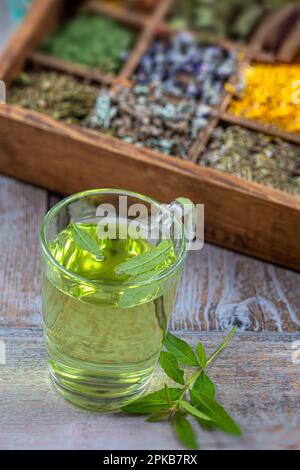 Eucalyptus infusion in a glass cup surrounded by leaves. Stock Photo