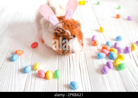 Small guinea pig among Easter eggs. Easter egg Hunt. Stock Photo