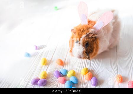 Small guinea pig among Easter eggs. Easter egg Hunt. Stock Photo