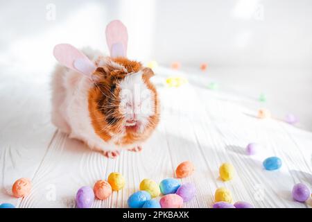 Small guinea pig among Easter eggs. Easter egg Hunt. Stock Photo