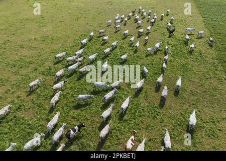 A herd of white cows grazes in a field top view Stock Photo