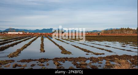Agricultural fields filled with water after heavy rain. Tire tracks of heavy agricultural machinery filled with puddles on a muddy field. Paddy fields Stock Photo