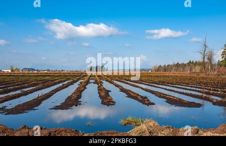 Agricultural fields filled with water after heavy rain. Tire tracks of heavy agricultural machinery filled with puddles on a muddy field. Paddy fields Stock Photo