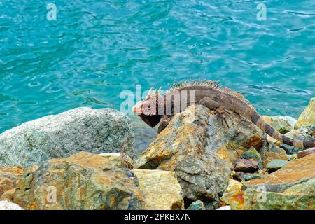 ST THOMAS, USVI - February 2, 2023: Tourism is a major industry in St Thomas. Recovery from Covid restrictions has become to resume tourism to former Stock Photo