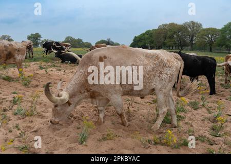 A large, tan, spotted Longhorn bull searching for food in a sandy pasture while others members of its herd stand and rest in the background. Stock Photo