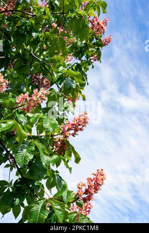 A blooming horse chesnut tree. Stock Photo