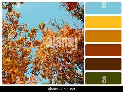 Color palette appropriate to photo of beautiful trees with autumn leaves Stock Photo