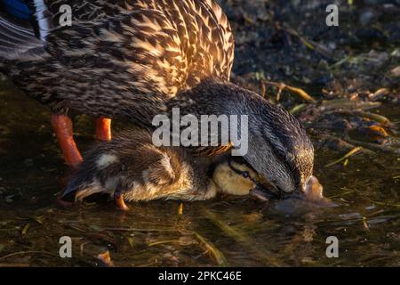 duckling and a mother duck are eating in the water standing close to each other. Their beaks are in the water. The sunset reflects in their feathers. Stock Photo