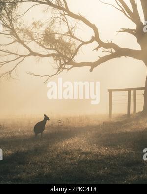 Silhouette of a small kangaroo against diffuse fog at dawn Stock Photo