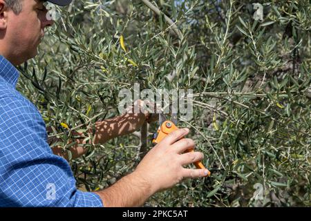Image of a farmer holding a pair of scissors while pruning an olive tree. Spring pruning of fruit trees. Stock Photo