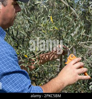 Image of a farmer holding a pair of scissors while pruning an olive tree. Spring pruning of fruit trees. Stock Photo