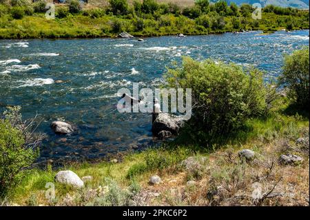 Guided fly fishing from a float boat, Madison River, Montana Stock