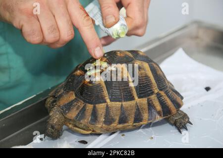 The vet treats the injured turtle by applying ointment in Istanbul, Turkey. Stock Photo