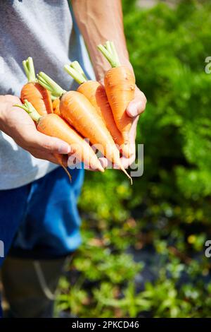 Man's hand holding many carrots Stock Photo