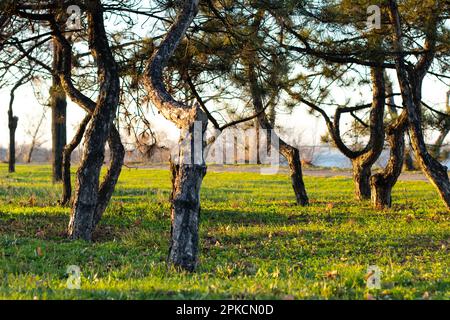 coniferous trees in parks in the sun in Ukraine Stock Photo