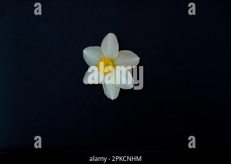 daffodil flower on black background Stock Photo