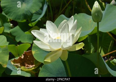 The yellow lotus -  nelumbo lutea Stock Photo