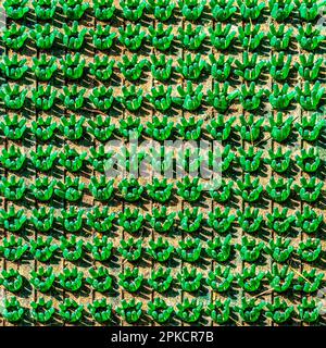 The surface of a green massage mat close-up. Stock Photo
