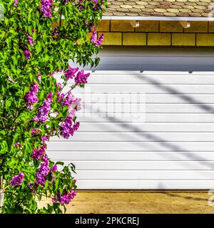 White garage doors of a private house and nearby lilac bushes. Stock Photo