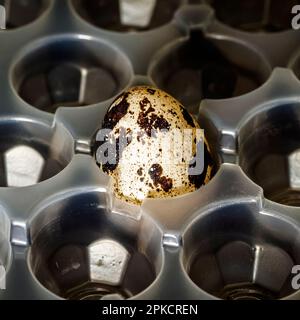 One last quail egg in a plastic bag. Stock Photo
